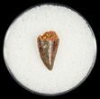 Bargain Raptor Tooth From Morocco #5071-1